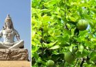 ஏன் சிவனுக்கு வில்வம் மட்டும் இவ்வளவு ஸ்பெஷல்?